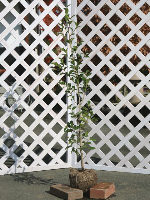サザンカ タチカン赤花 1.2m 露地 3本×2 苗