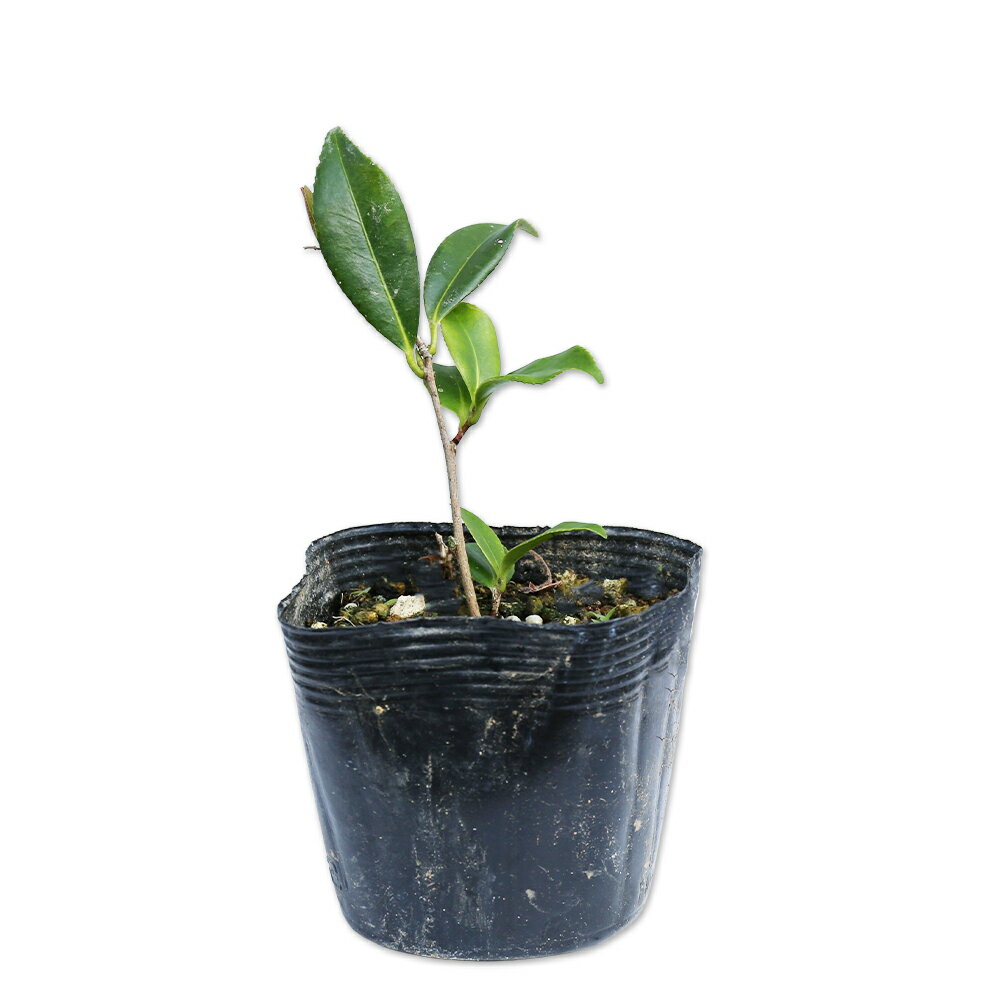 サザンカ 笑顔ピンク花 10.5cmポット 苗