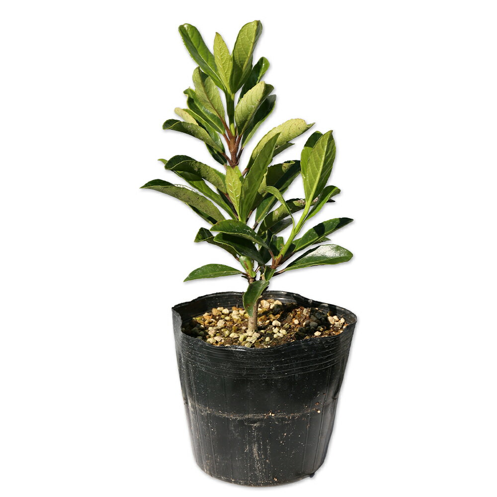 サンゴジュ 0.2m 15cmポット 苗