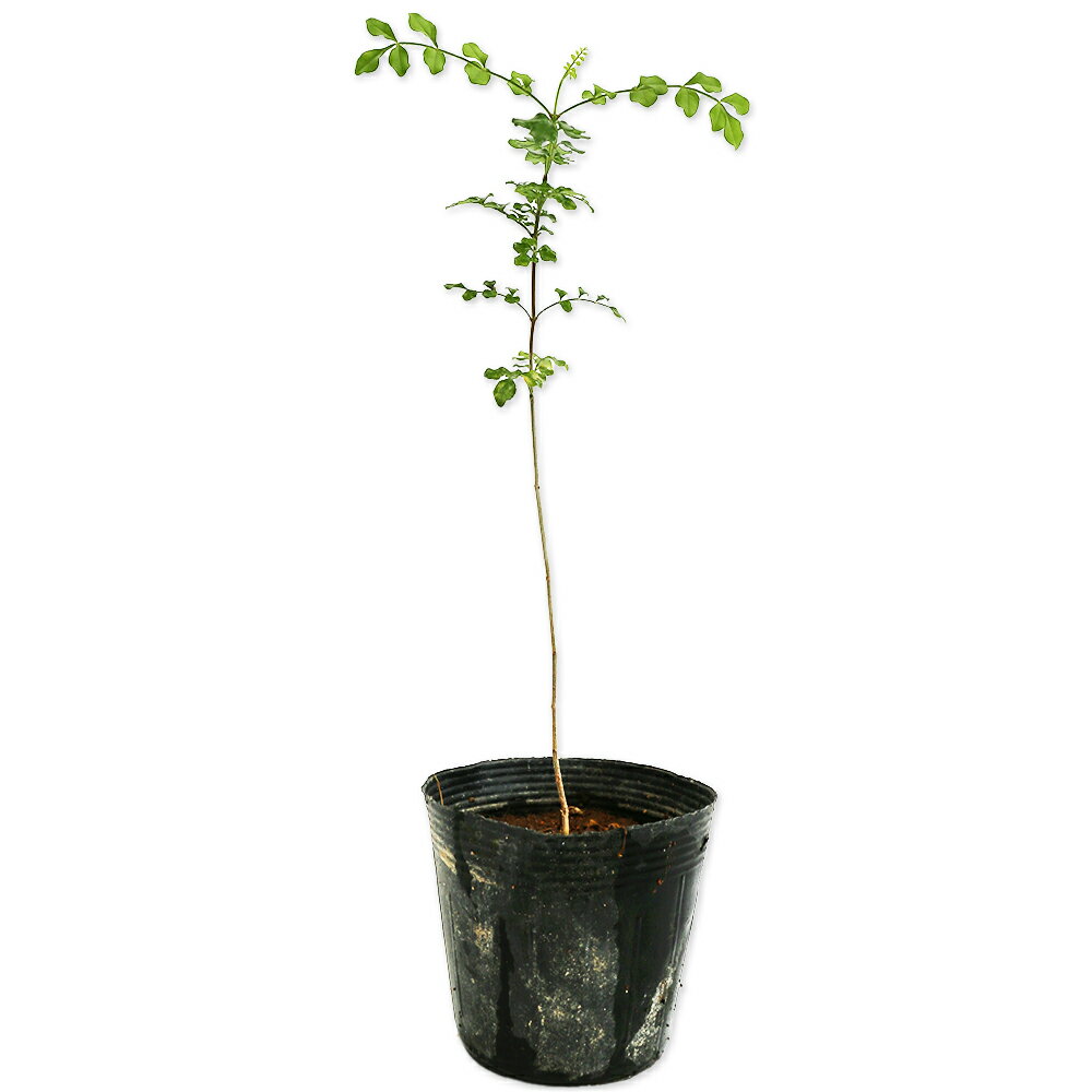 シマトネリコ 単木 0.2m 10.5cmポット 苗