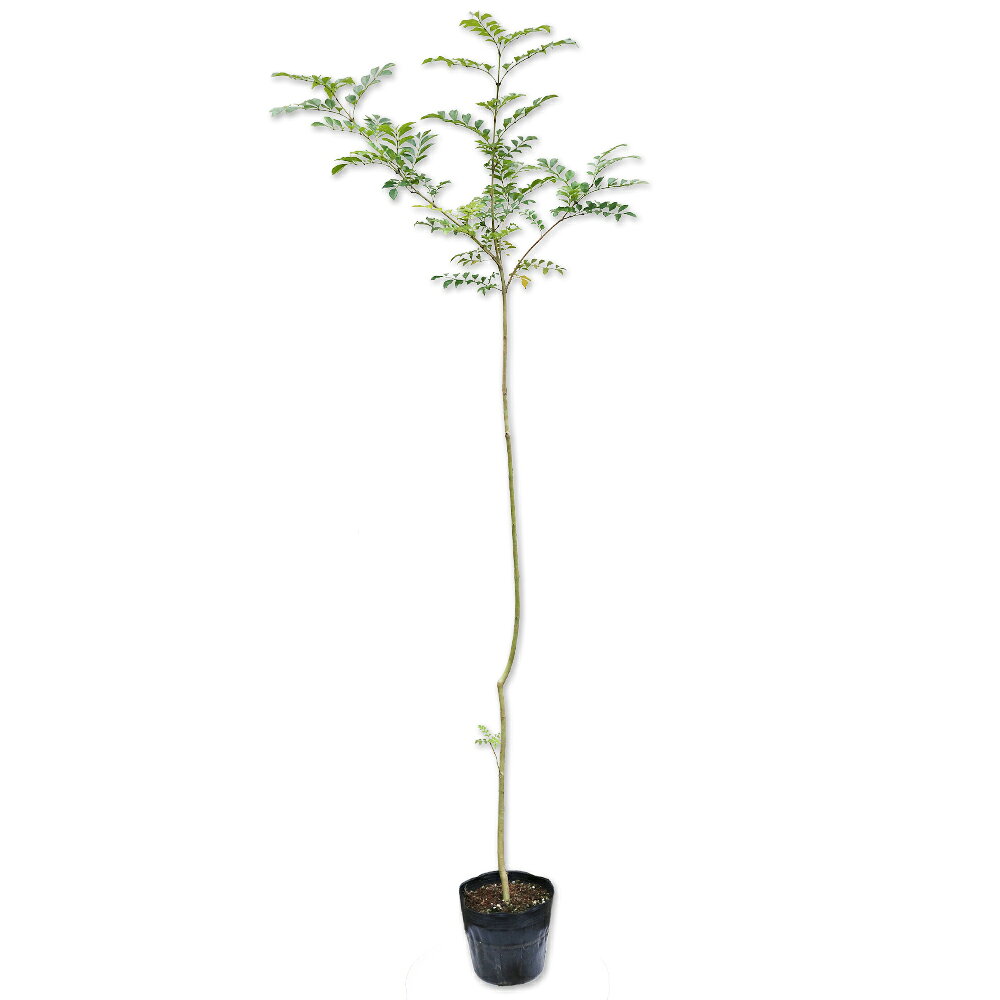 【シマトネリコ】読み：しまとねりこ学名：Fraxinus griffithiiモクセイ科トネリコ属半常緑高木【商品情報】シマトネリコは枝葉が粗くなり、明るい印象の樹種です。沖縄や中国など暖かい場所が原産です。耐寒性もありますが葉が寒さで落ちます。萌芽力がとても強くすぐ伸びます。街路樹や店先に良く使われています。ライトアップされていたり観葉植物としても多用されています。【冬季落葉のご注意】シマトネリコは10〜3月は半落葉して葉が茶褐色に変色します。春になれば青々とした新芽がでます。冬季のご購入の際はあらかじめ変色して葉が落ちているとお考えください。【まとめ買いについて】 複数本・品種違い・規格違いのまとめ買いも歓迎しております。まとめてご注文いただくことで、販売価格の維持につながります。【育て方】日向でも日陰でも成長します。適湿な場所を好みます。積雪には弱く、乾燥した寒風にも弱いですので当たらないところに植えるようにします。萌芽力はとても強いですので強い刈り込みにも耐えます。生垣として利用する場合高さが出やすいので、放任せず芯を止めて枝葉を出すように剪定を行ってください。適地＝関東以南日照り＝日向or半日陰樹形＝卵形最終樹高＝8m施肥時期＝1〜2月剪定時期＝3〜4月or11〜12月開花時期＝7月果実＝9〜10月用途＝生垣樹木or庭木orシンボルツリー【その他】シマトネリコは独特の柔らかく爽やかなイメージが特徴です。サラサラと葉が風に揺れて涼しげな音もします。キラキラと光沢のある葉が光を反射するのもいいです。 シマトネリコ単木　1.4m15cmポット　10本×2 41800円シマトネリコ　商品一覧単木0.1m10.5cmポット330円/在庫○単木0.3m10.5cmポット440円/在庫○単木0.5m10.5cmポット550円/在庫○単木0.8m15cmポット1320円/在庫○単木0.8m10.5cmポット880円/在庫○単木1.0m15cmポット1540円/在庫○単木1.0m10.5cmポット1100円/在庫○単木1.2m15cmポット10本18700円/在庫○単木1.2m露地11000円/在庫○単木1.4m15cmポット10本20900円/在庫○単木1.5m露地13200円/在庫○単木1.7m露地15400円/在庫×単木2.0m露地18700円/在庫○単木2.3m露地20900円/在庫×単木2.5m露地23100円/在庫×株立ち0.3m10.5cmポット440円/在庫○株立ち0.5m10.5cmポット550円/在庫○株立ち0.4m15cmポット1210円/在庫○株立ち0.6m15cmポット1320円/在庫○株立ち0.5m13.5cmポット3630円/在庫×株立ち0.8m10.5cmポット660円/在庫×株立ち0.8m15cmポット1540円/在庫○株立ち1.0m15cmポット2200円/在庫○株立ち1.0m露地8800円/在庫○株立ち1.2m15cmポット4本15400円/在庫×株立ち1.2m露地11000円/在庫○株立ち1.5m露地13200円/在庫○株立ち1.7m露地15400円/在庫○株立ち2.0m露地18700円/在庫○株立ち2.3m露地20900円/在庫×株立ち2.5m露地23100円/在庫×※規格、単価、在庫は個々商品ページを優先します同じモクセイ科トネリコ属の商品アオダモ(品種指定不可)ヤマトアオダモアラゲアオダモシマトネリコシオジマルバアオダモヤチダモ同じモクセイ科の商品[オリーブ属]オリーブ[ソケイ属]ウンナンオウバイ　ハゴロモジャスミン[トネリコ属]アオダモ(品種指定不可)　ヤマトアオダモ　アラゲアオダモ　シマトネリコ　シオジ　マルバアオダモ　ヤチダモ[イボタノキ属]イボタノキ　オオバイボタ　シルバープリペット　ネズミモチ　トウネズミモチ　トウネズミモチ斑入り　プリペット[モクセイ属]キンモクセイ　ギンモクセイ　四季咲きモクセイ　ヒイラギ　ヒイラギモクセイ　オウゴンヒイラギ　ゴシキヒイラギ[ヒトツバタゴ属]アメリカヒトツバタゴ[レンギョウ属]レンギョウ[ハシドイ属]ライラック　ライラック白花　ライラック紫花※園芸品種等は近縁種よりご参照ください