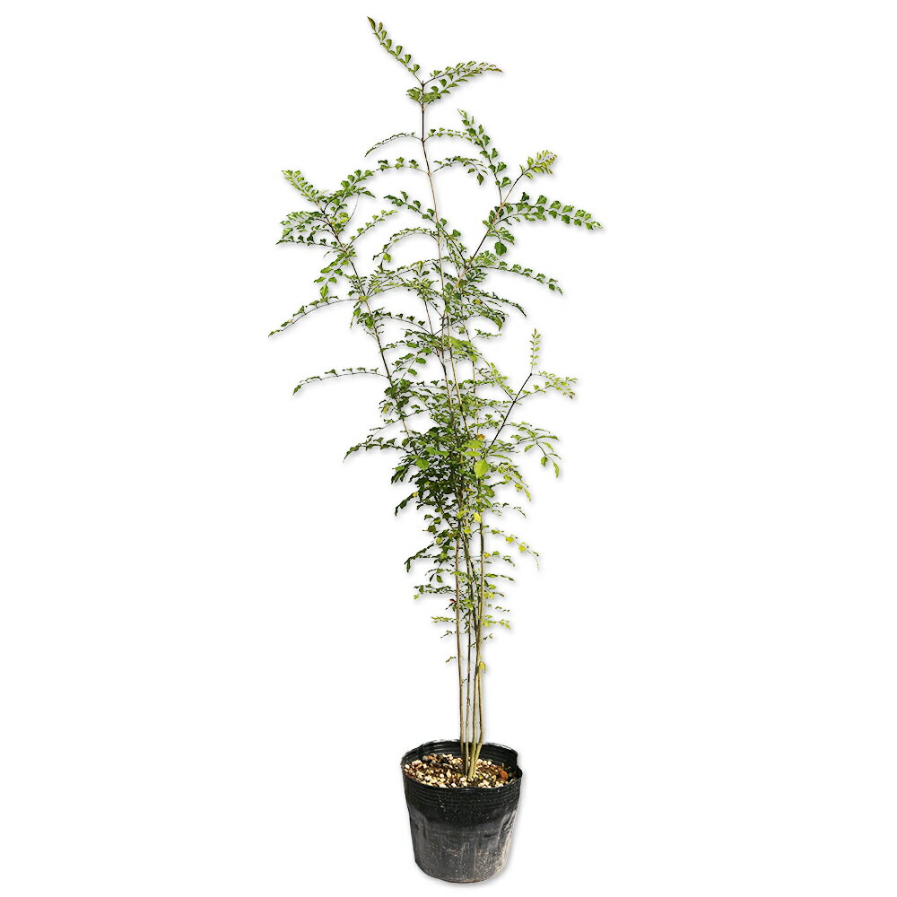 シマトネリコ 株立ち 0.8m 15cmポット 10本 苗