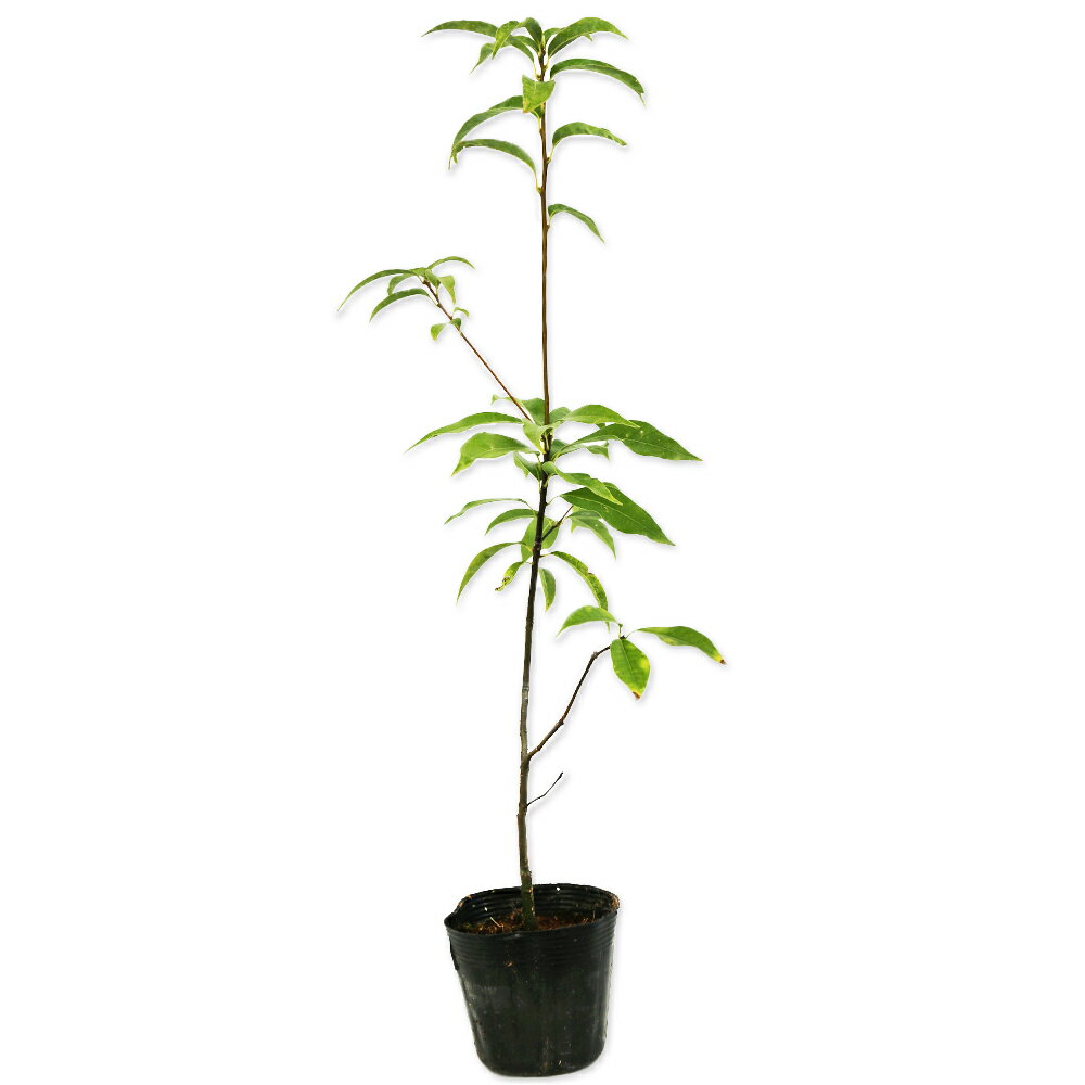 シラカシ 単木 0.5m 10.5cmポット 苗