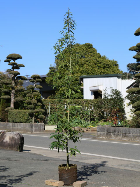 シラカシ 単木 2m 露地 苗木の紹介画像2