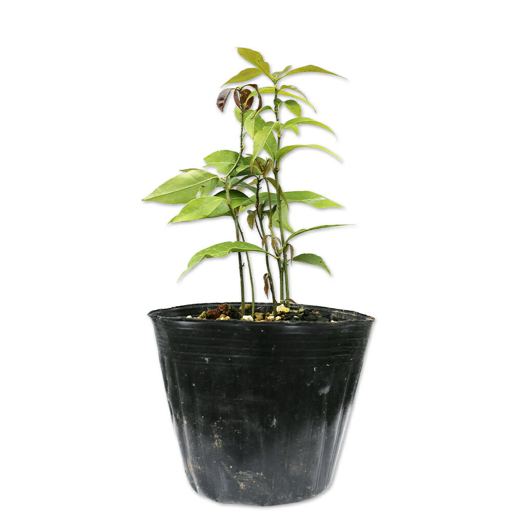 シラカシ 株立ち 0.1m13.5cmポット 25本 苗