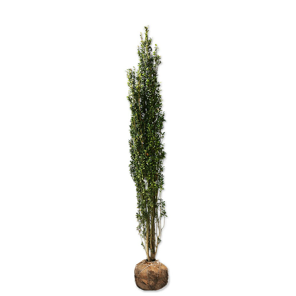 スカイペンシル 1.5m 露地 3本×2 苗木