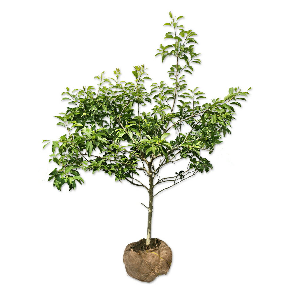 楽天市場】ソヨゴ 1.0の通販