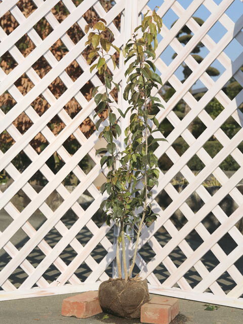 ソヨゴ 株立ち 1m 露地 苗