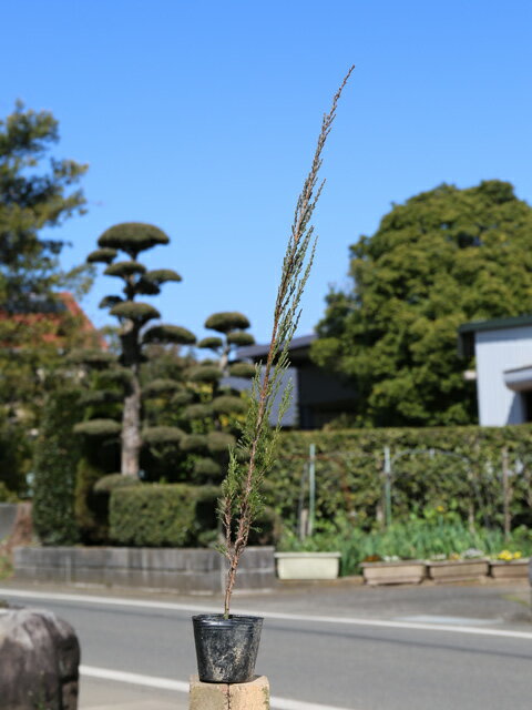 スカイロケット 0.5m9.0cmポット 苗