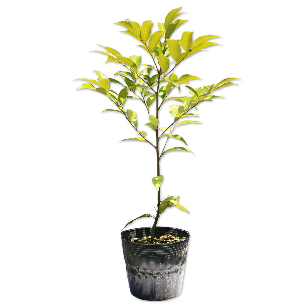 スダジイ 0.4m 15cmポット 10本 苗