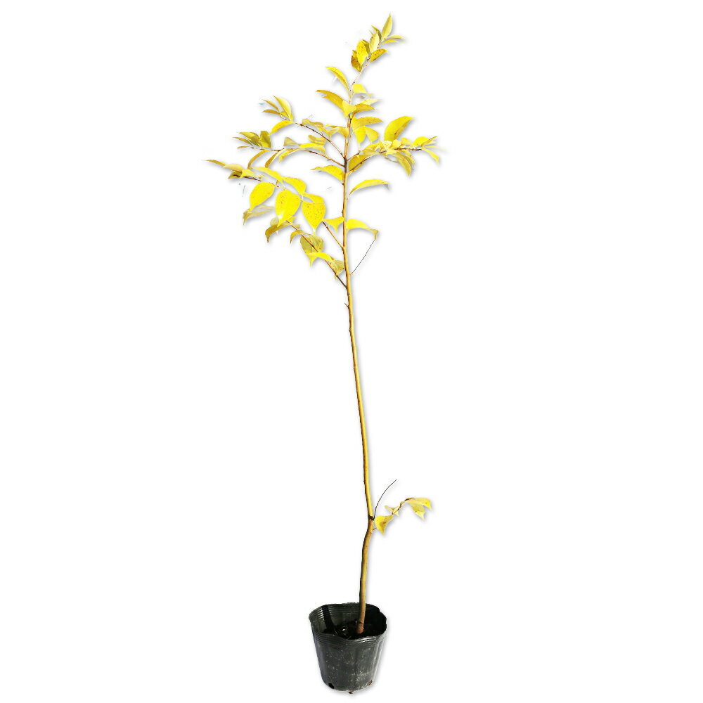 スダジイ 0.8m 10.5cmポット 苗