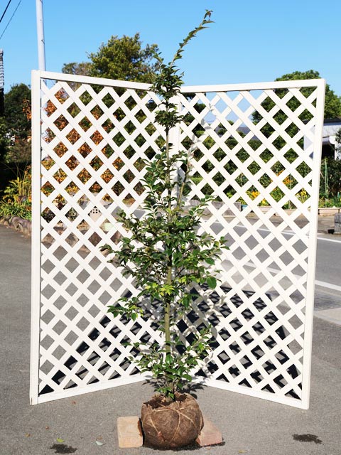 スダジイ 単木 2.3m 露地 苗木