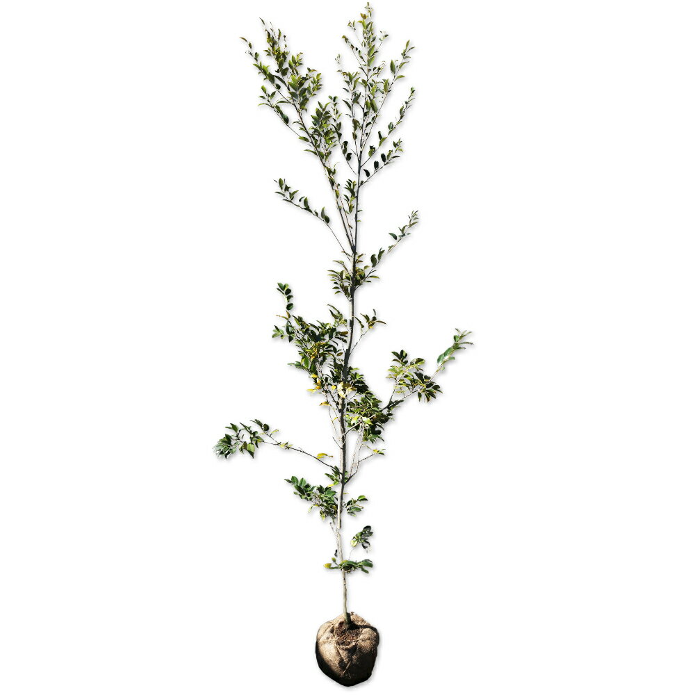 スダジイ 単木 2.5m 露地 2本 苗木