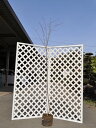 ソメイヨシノ 2.3m 露地 2本 苗木