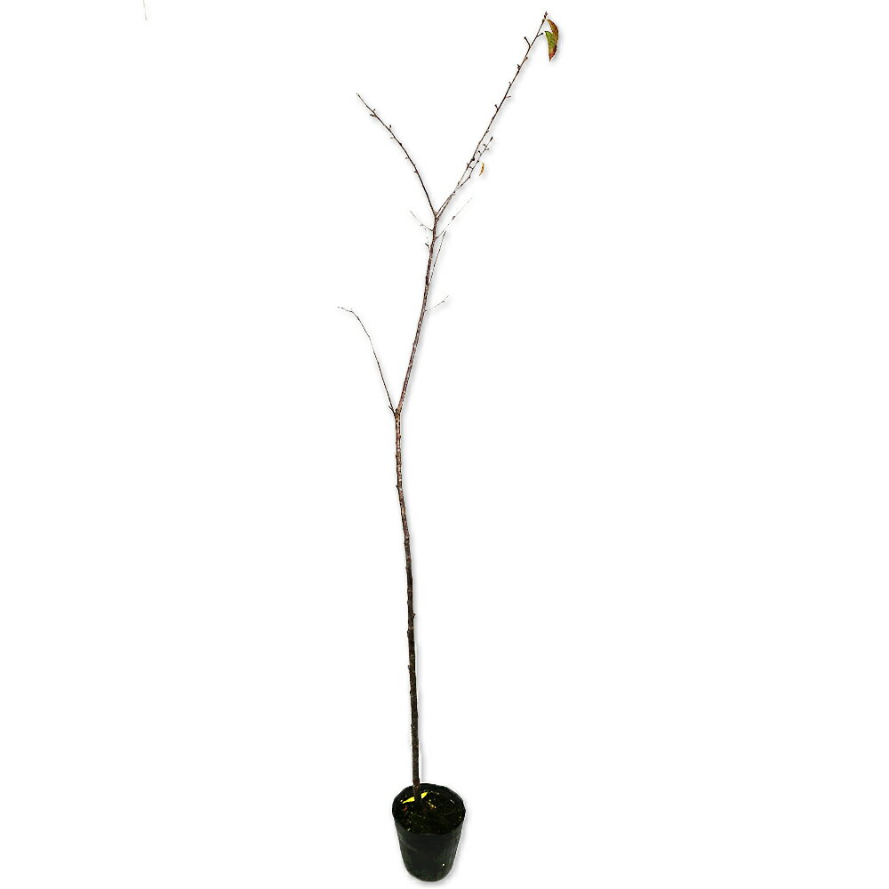 サクラ ヨウコウサクラ 1.5m 15cmポット 6本 苗木
