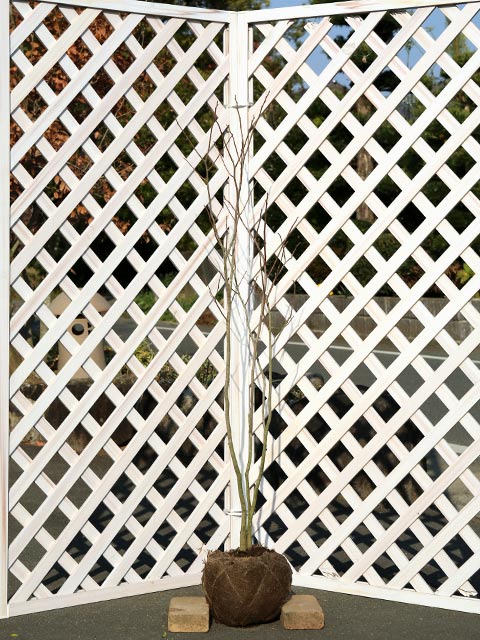 シラキ 株立ち 1.2m 露地 苗