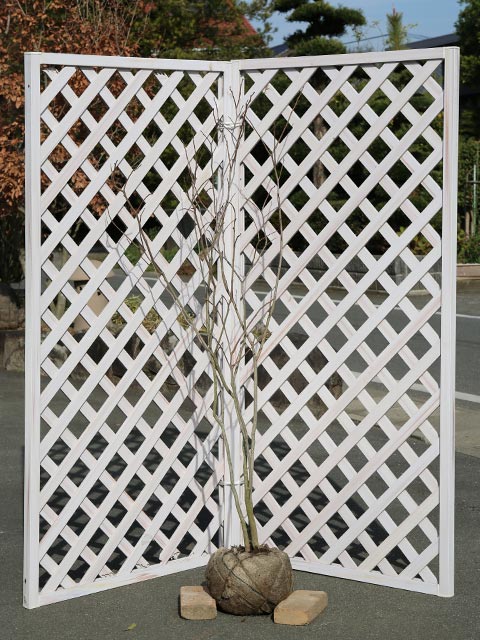 【シラキ】読み：しらき学名：Sapium japonicumトウダイグサ科シラキ属落葉高木【商品情報】シラキは雑木として人気があります。自然樹形で形が定まらい独特の雰囲気があります。幹はすべすべした白乳色です。葉は緑色です。5〜7月頃に目立...