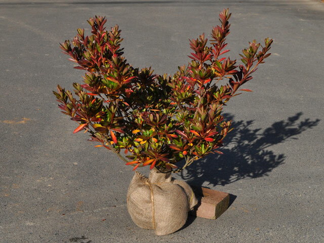 【サツキ】読み：さつき学名：Rhododendron indicumツツジ科ツツジ属常緑低木【商品情報】サツキとは和名サツキツツジの略です。沢山の園芸品種が作られていて、花が美しいツツジ科の低木をサツキといいます。今までで記録されている品種...