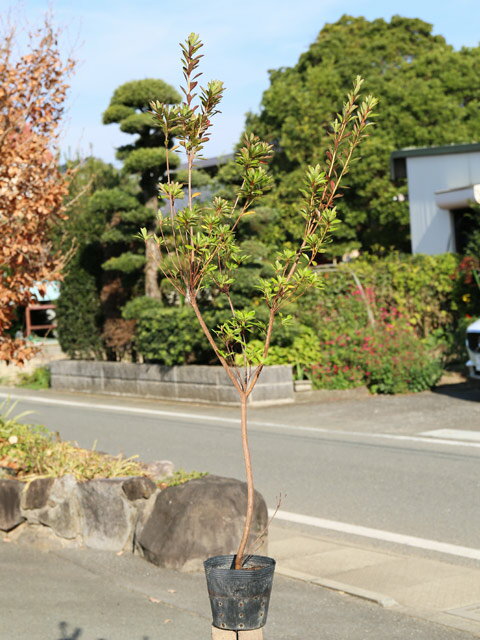 サツキ サツマベニ 1.2m 15cmポット 6本×2 苗