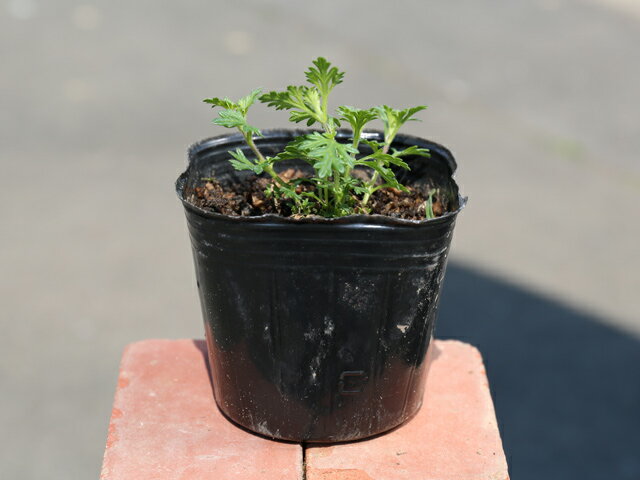 【宿根バーベナ】読み：しゅっこんばーべな学名：Verbena rigidaクマツヅラ科クマツヅラ属常緑多年草【商品説明】宿根バーベナは常緑多年草です。小さな花が密について株を覆い尽くします。花期が長く春から秋まで楽しめます。花後に軽く刈り込むと分岐して、新たに花が咲きます。地中茎をのばし繁殖します。花壇にも枠取りにも利用できます。寒冷地では冬季に枯れてしまいますので1年草扱いになります。【育て方】日当たりがよく水はけがよい場所を好みます。花が終わった後に軽く刈り込むと再度花が咲きます。寒い場所では枯れてしまいますので植え付けには注意が必要です。適地＝関東以南日照り＝日向or半日陰樹形＝株立ち最終樹高＝1m施肥時期＝1〜2月or10月剪定時期＝6〜11月開花時期＝5〜10月果実＝無し用途＝グランドカバー【地被植物　用途一覧】[グランドカバー]平面＝＠斜面＝＠茎による増殖＝＠陰地に適する＝植付目安　25〜44鉢/1m2【その他】宿根バーベナは咲き乱れる花が美しいです。繁殖しやすいので広い場所でも利用できます。宿根バーベナ　9.0cmポット 550円宿根バーベナ　商品一覧9.0cmポット550円/在庫○※規格、単価、在庫は個々商品ページを優先します同じクマツヅラ科クマツヅラ属の商品宿根バーベナバーベナ/ボナリエンシスバーベナ/赤バーベナ/白バーベナ/ピンクバーベナ/青バーベナ/紫バーベナ/ローズ同じクマツヅラ科の商品[イワダレソウ属]ヒメイワダレソウ[デュランタ属]デュランタ[ランタナ属]ランタナ　コバノランタナ白　コバノランタナピンク[クマツヅラ属]宿根バーベナ※園芸品種等は近縁種よりご参照ください