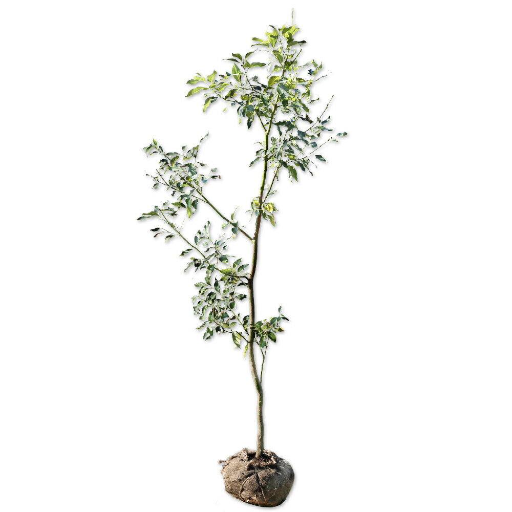 ヤブニッケイ 1.7m 露地 苗木