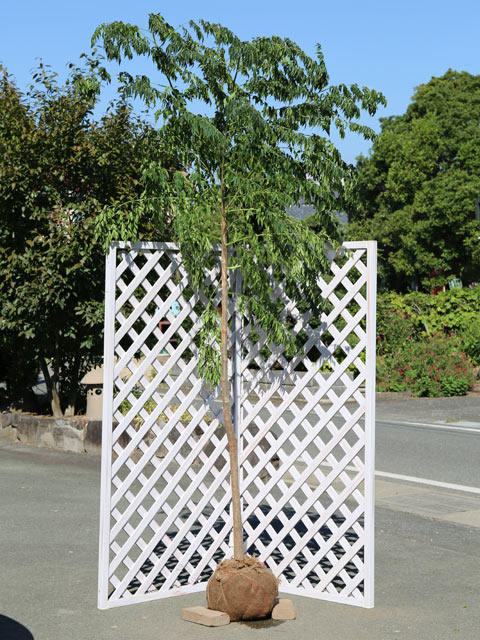 センダン 2.5m 露地 苗木のサムネイル