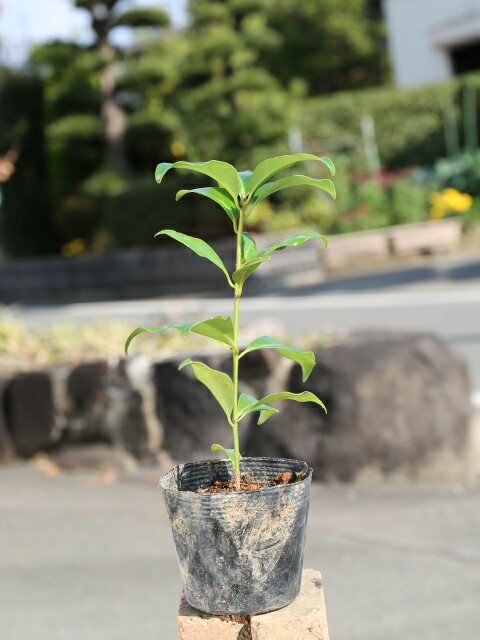 シキミ 10.5cmポット 苗の紹介画像2