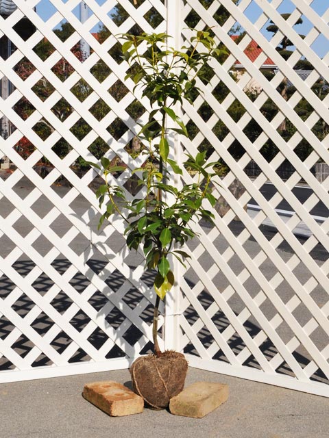 シキミ 1.2m 露地 苗の紹介画像2