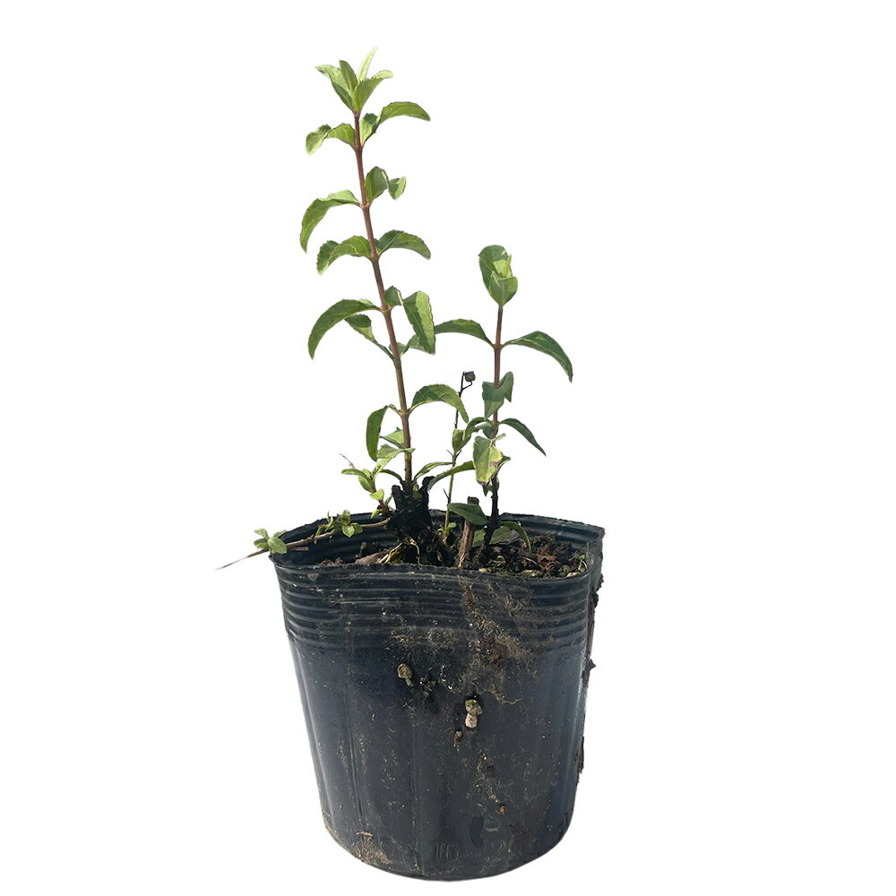 サラサウツギ 0.1m 10.5cmポット 40本 苗