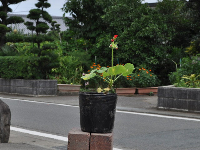 ゼラニウム 10.5cmポット 10本 苗