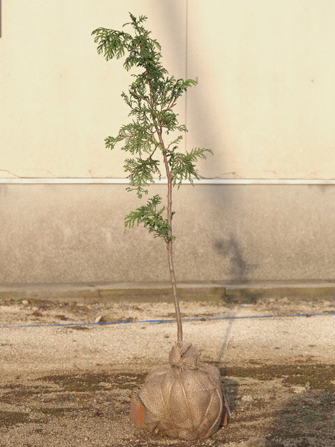 サワラ 0.8m 露地 2本 苗