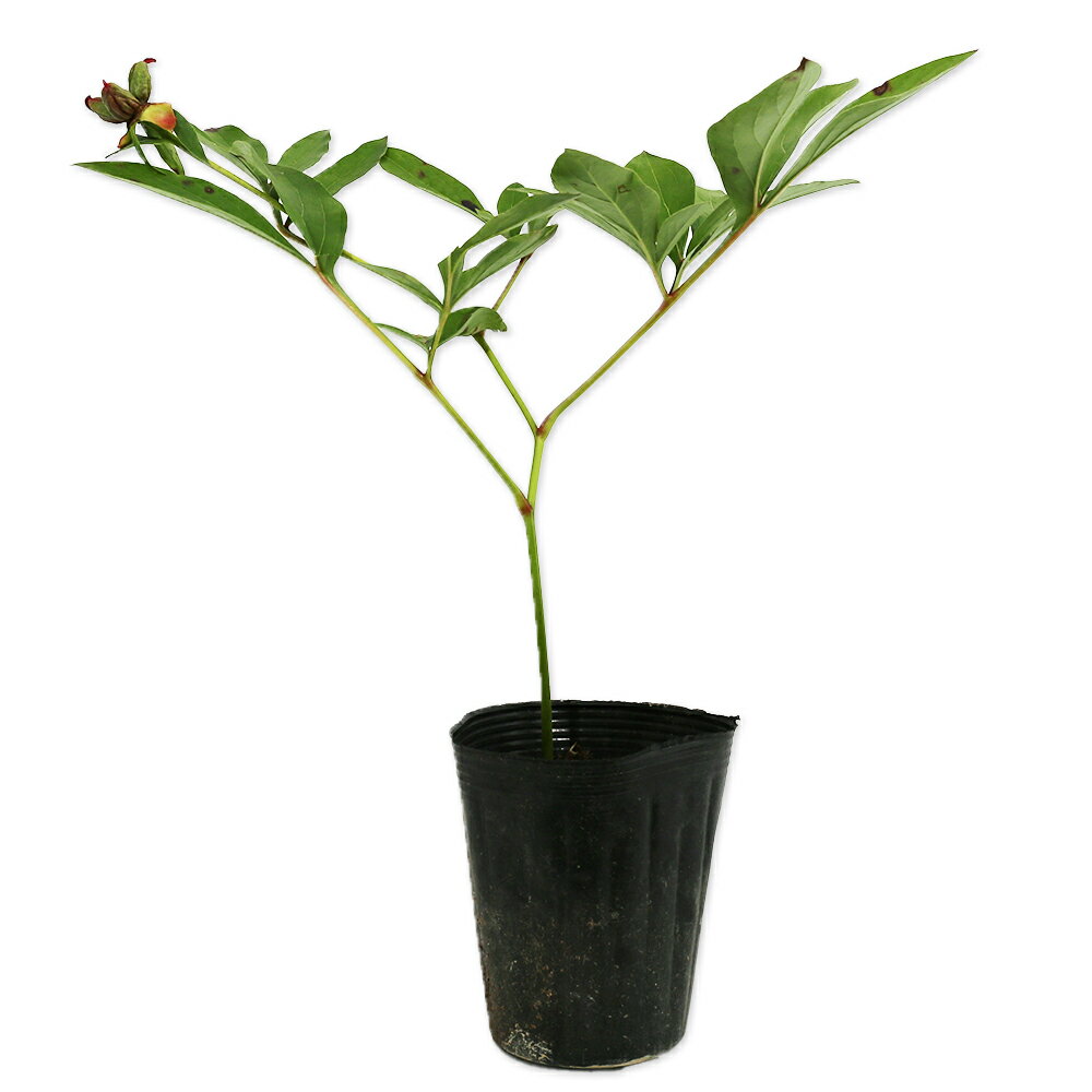 シャクヤク 赤 12cmポット 苗