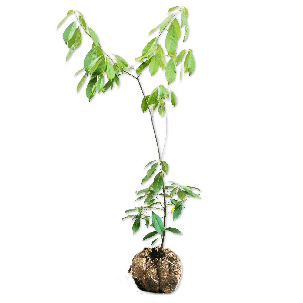 シリブカガシ 1m 露地 苗