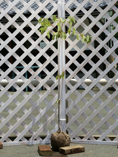 サクラ 河津桜 1.2m 露地 2本 苗