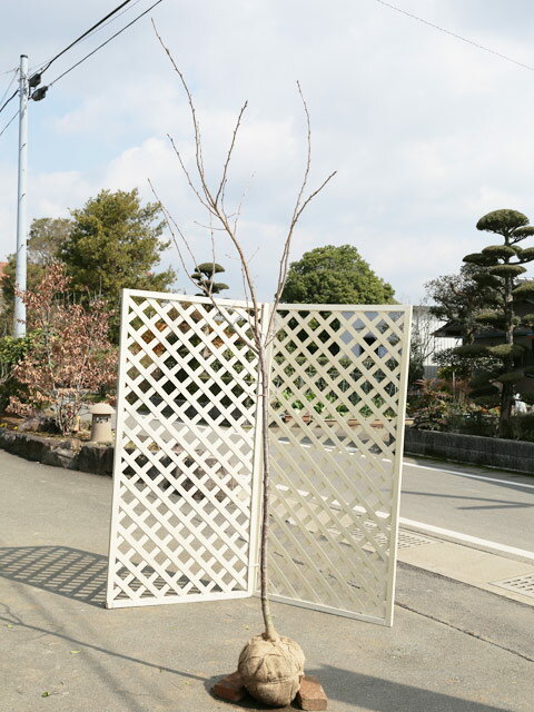 サクラ 河津桜 2m 露地 苗木