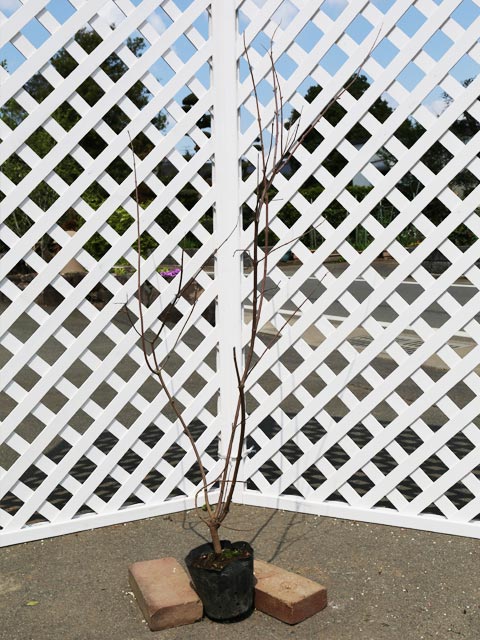 セイヨウニンジンボク 1m 露地 苗