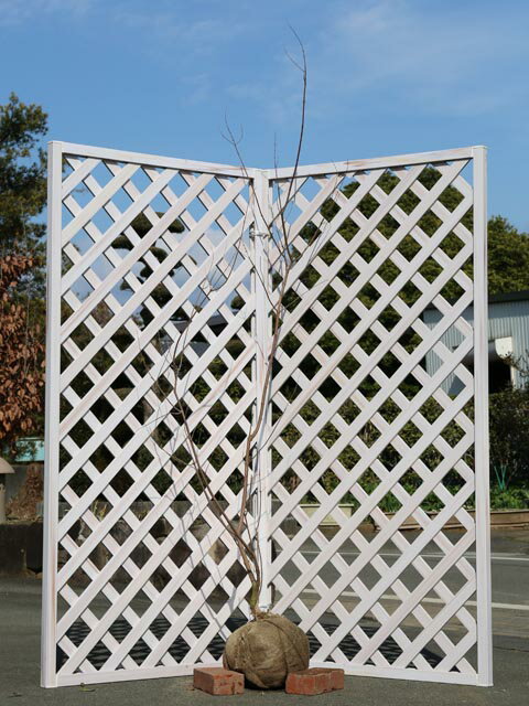 セイヨウニンジンボク 1.5m 露地 苗木