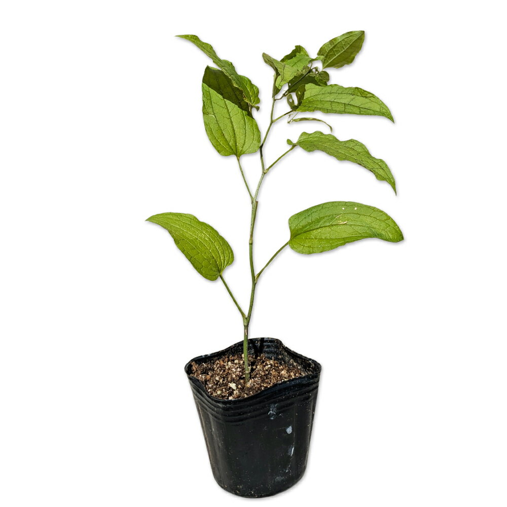 シオデ 9.0cmポット 苗