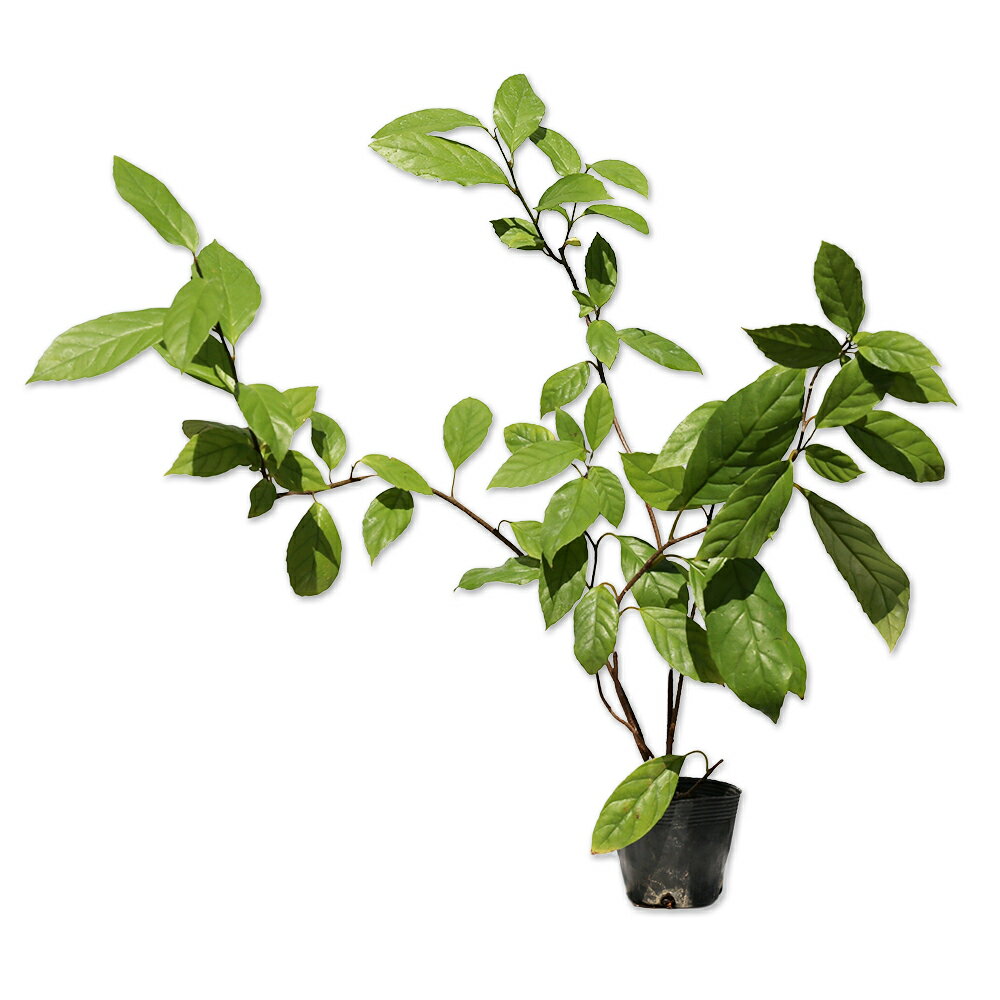 イズセンリョウ 0.3m 10.5cmポット 苗