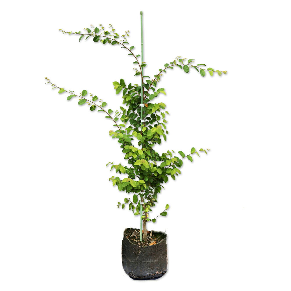 トキワマンサク青葉白花1m露地苗
