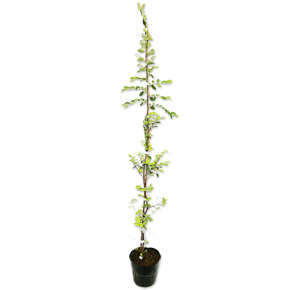 トキワマンサク青葉白花 1m 15cmポット 10本 苗