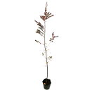 トキワマンサク赤葉ピンク花 1.2m 15cmポット 10本×2 苗