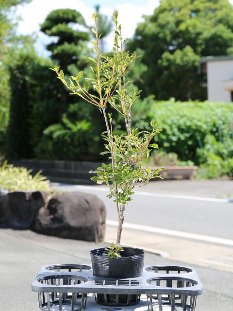 ドウダンツツジ0.5m15cmポット苗