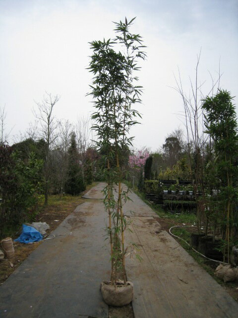 タケ キンメイチク 2.5m 露地 苗木