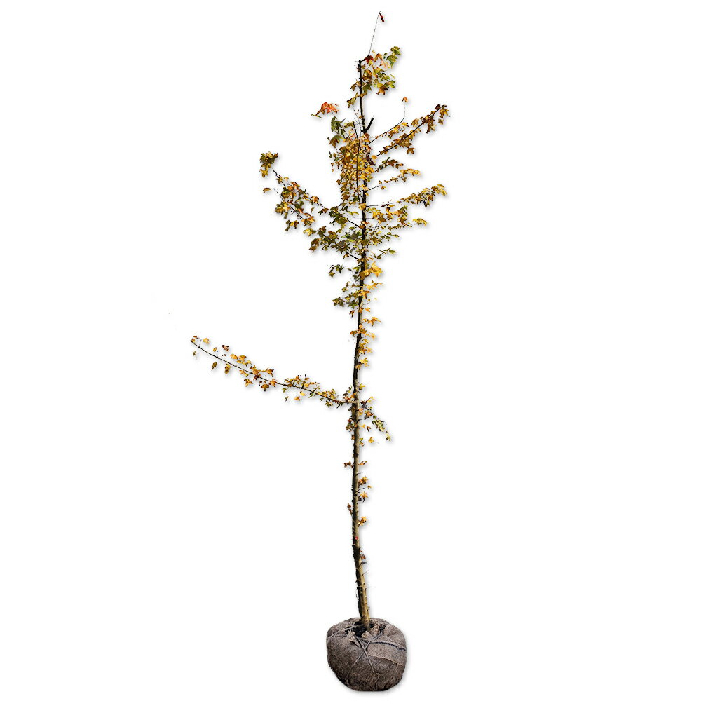 トウカエデ 2m 露地 2本 苗木