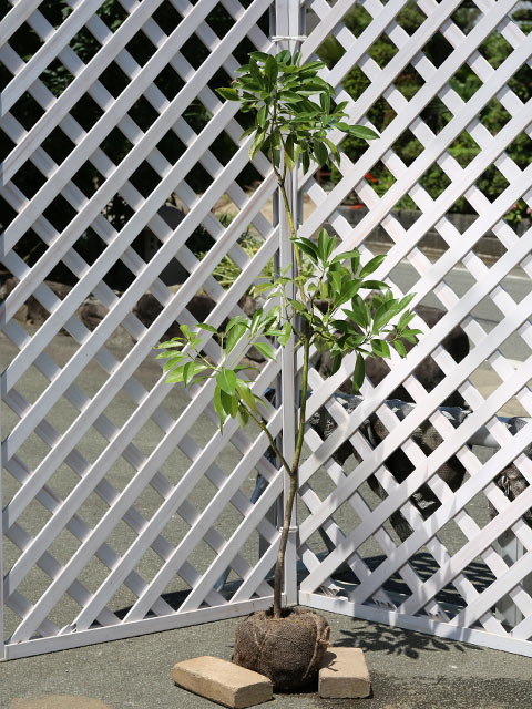 タブノキ 単木 1.2m 露地 苗