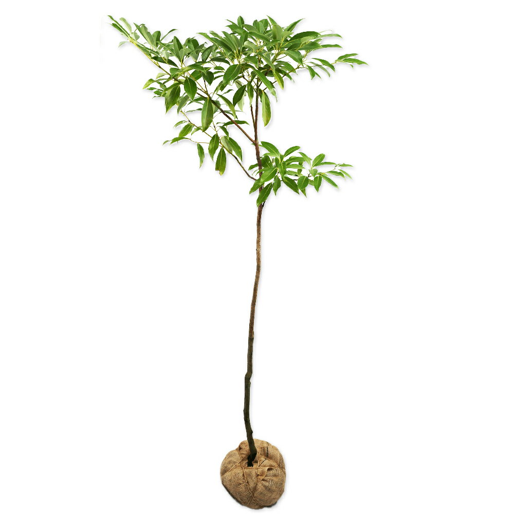 タブノキ 単木 1.5m 露地 苗木