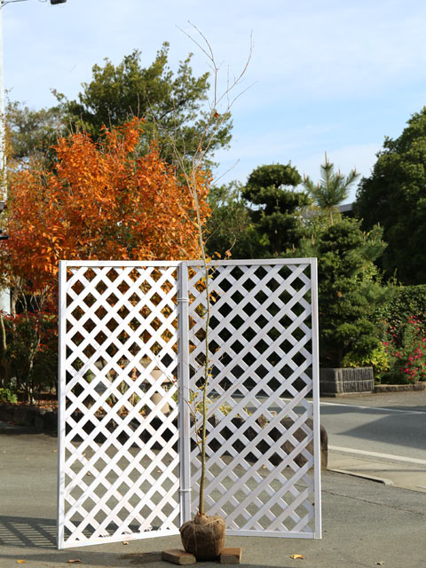 チドリノキ 単木 2.3m 露地 苗木