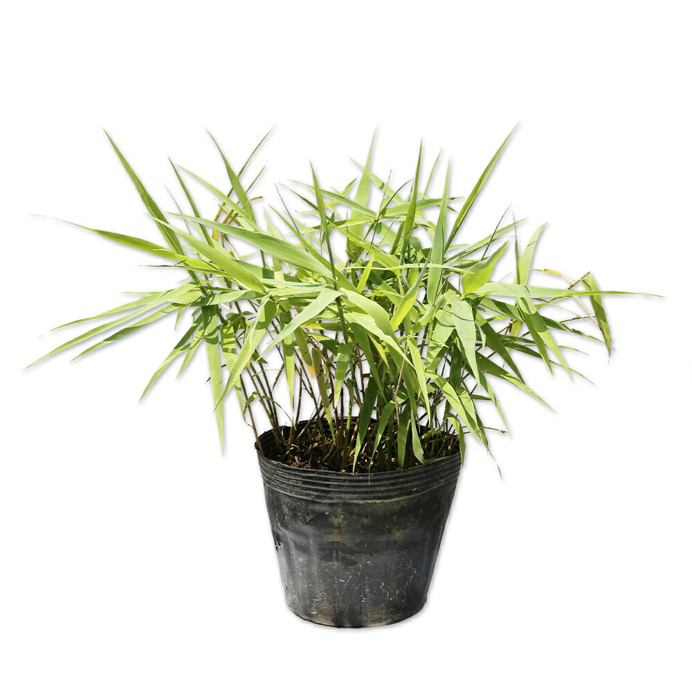 タイワンオギ 12cmポット 苗