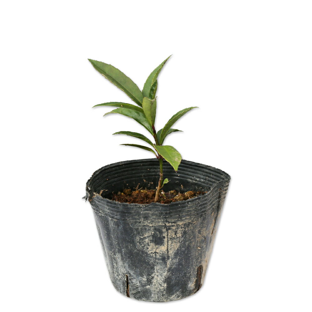 タラヨウ 0.3m 10.5cmポット 苗のサムネイル